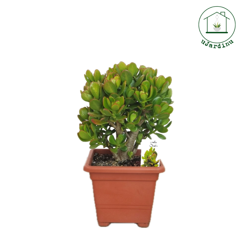 Albero di Giada - Crassula ovata