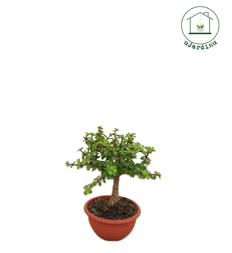 Crassula portulacea afra