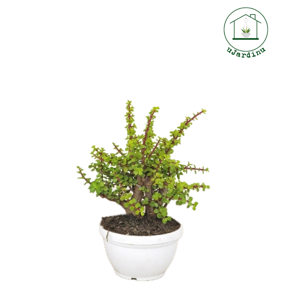 Crassula portulacea afra