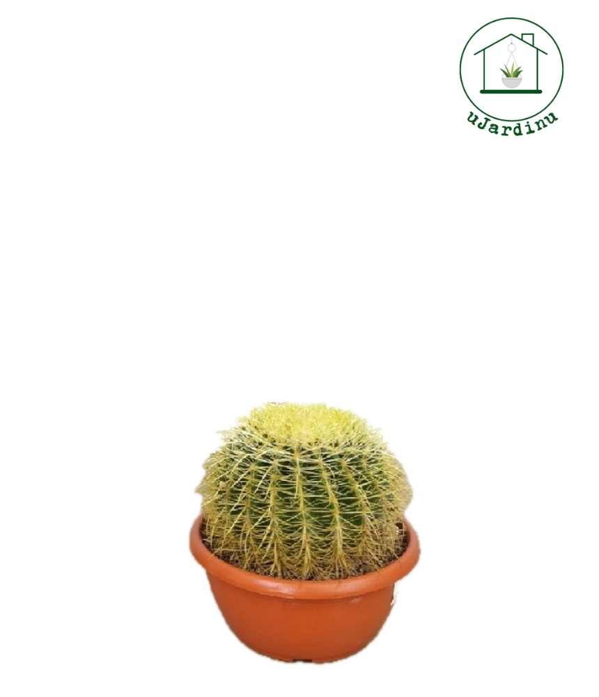Grusone – Echinocactus Grusonii