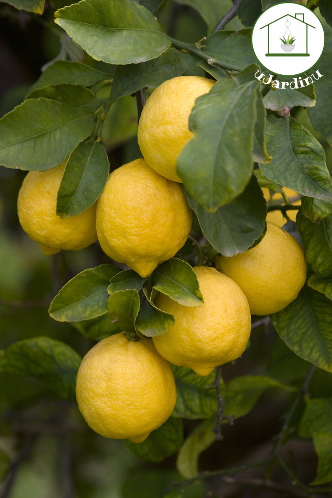 Limone Femminello Siracusano - Citrus limon
