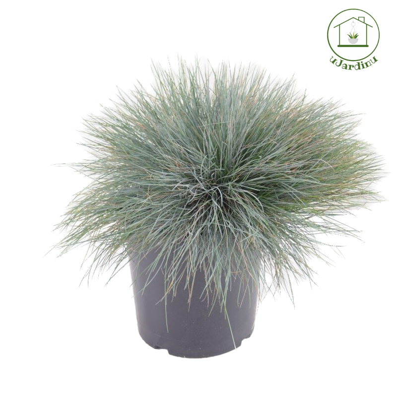 Festuca argentea - Hypericum Hidcote