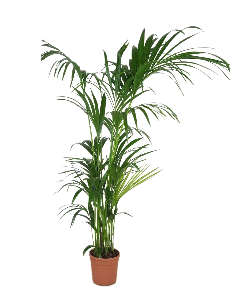 Kentia