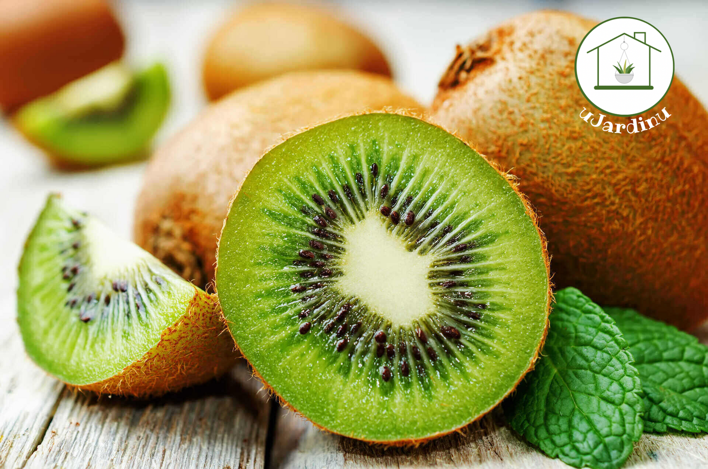 Kiwi - Actinidia chinensis
