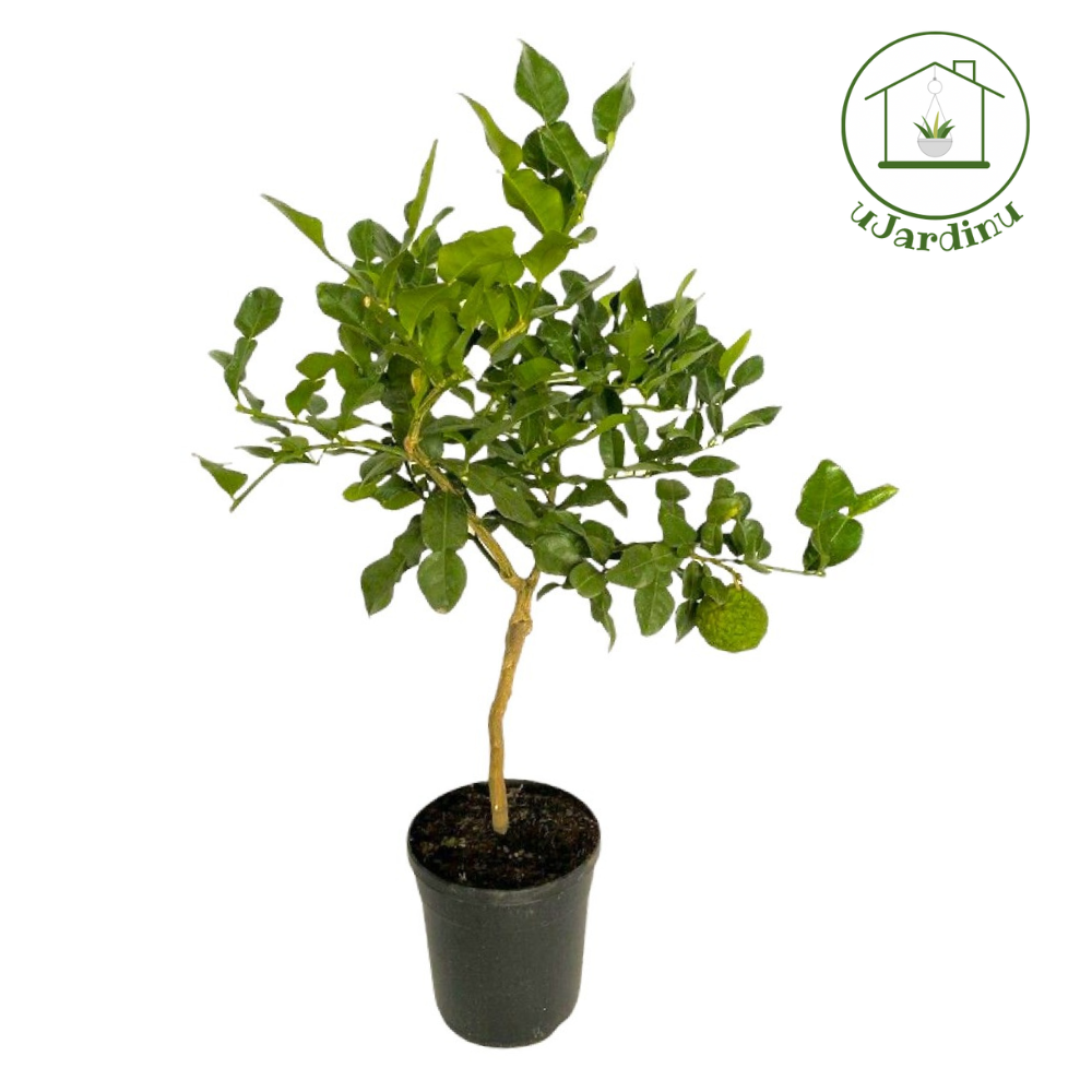 Lime Kaffir - Citrus hystrix