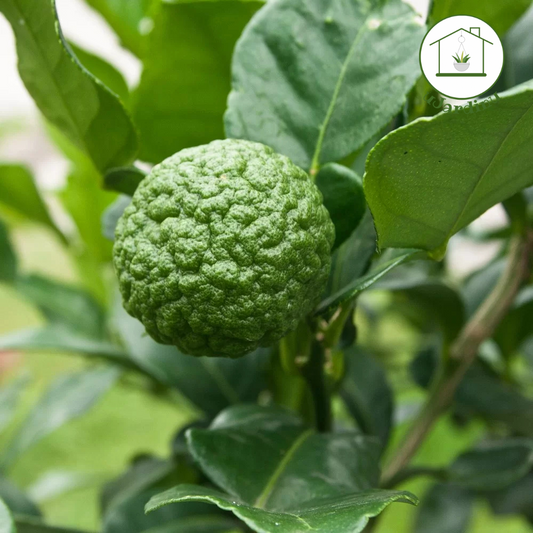 Lime Kaffir - Citrus hystrix