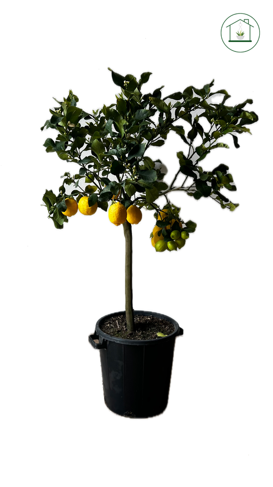 Limone Zagara Bianca Alberello - Citrus limon