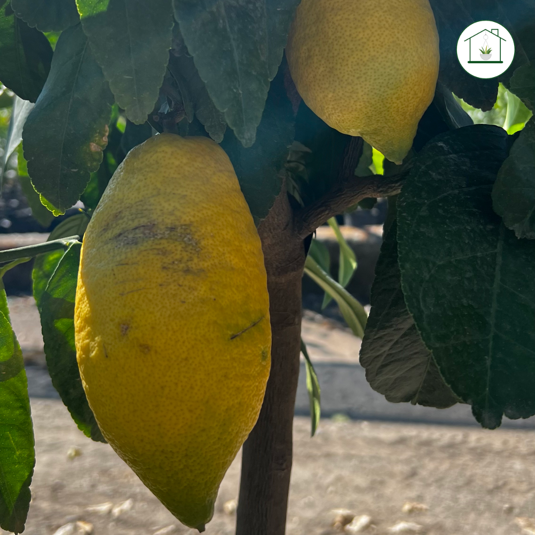 Limone Lunario Alberello - Citrus limon