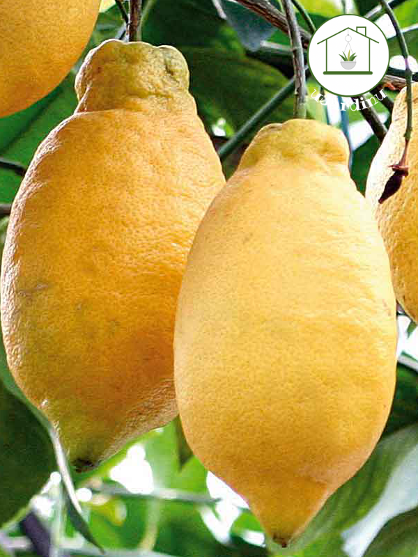 Limone Lunario - Citrus limon