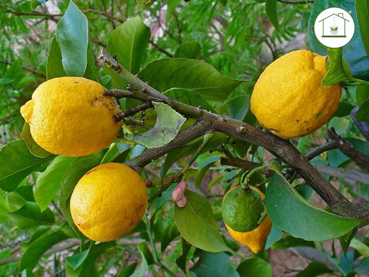 Limone Meyer Nano - Citrus meyeri