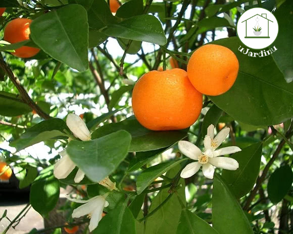 Mandarino - Citrus reticulata