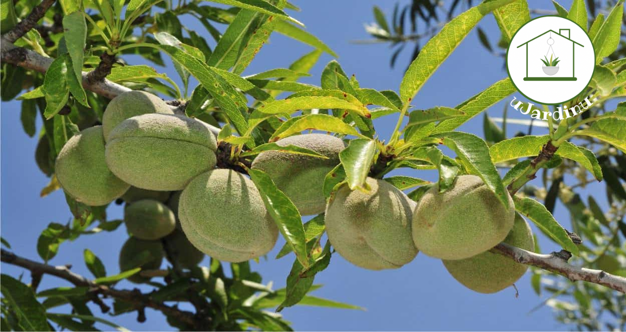 Mandorlo - Prunus dulcis