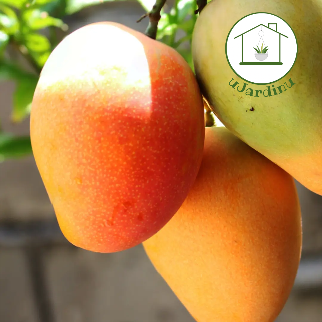 Mango kensington pride - Mangifera indica