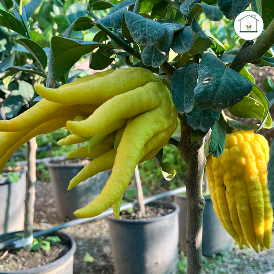 Cedro Mano di Buddha Nano - Citrus medica var. sarcodactylis