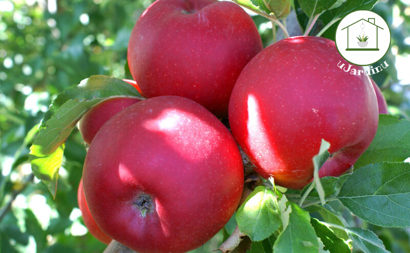 Melo - Malus domestica