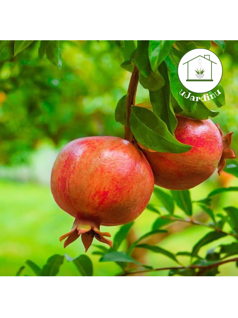 Melograno - Punica granatum