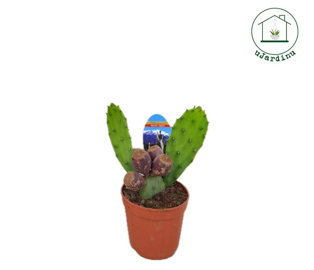 Fico d'India Comune - Opuntia vulgaris