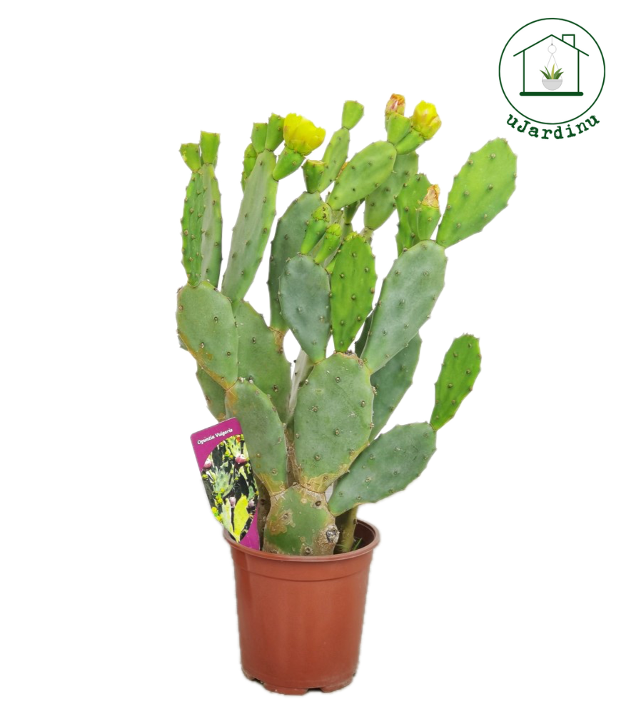 Fico d'India Comune - Opuntia vulgaris