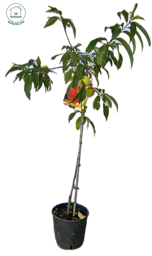 Pesco - Prunus persica