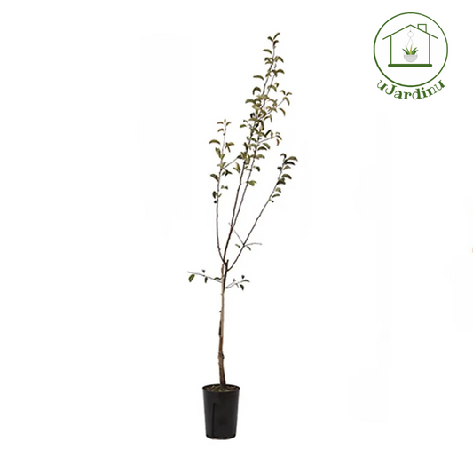 Melo - Malus domestica