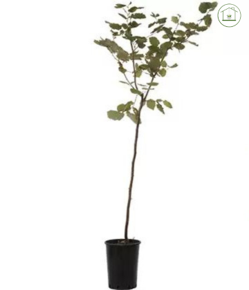 Albicocco - Prunus armeniaca