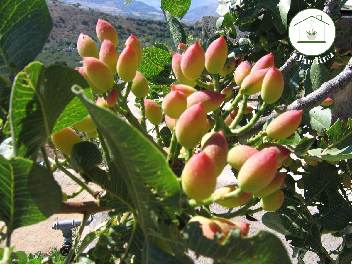 Pistacchio - Pistacia vera
