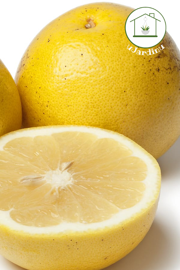 Pompelmo Giallo - Citrus paradisi