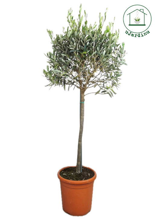 Ulivo Alberello - Olea europea