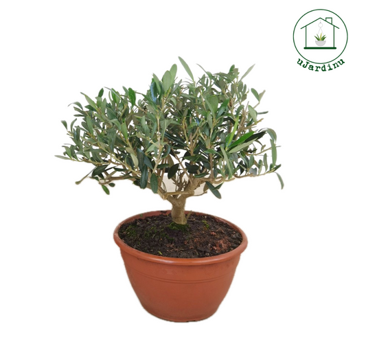 Ulivo Bonsai Ciotola - Olea europea