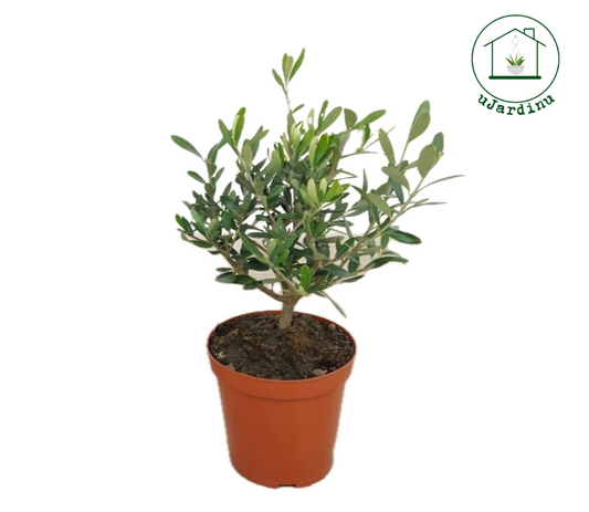 Ulivo Bonsai - Olea europea