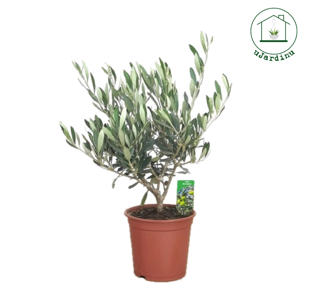 Ulivo Bonsai - Olea europea