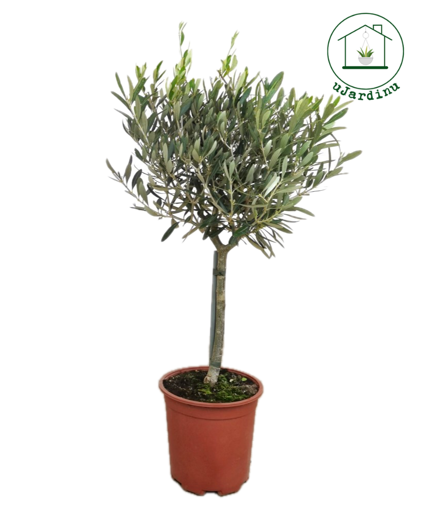 Ulivo Mini Alberello - Olea europea