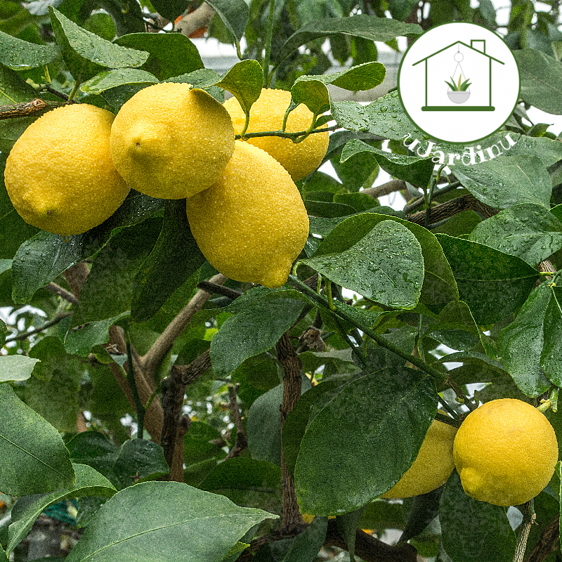 Limone Zagara Bianca - Citrus limon