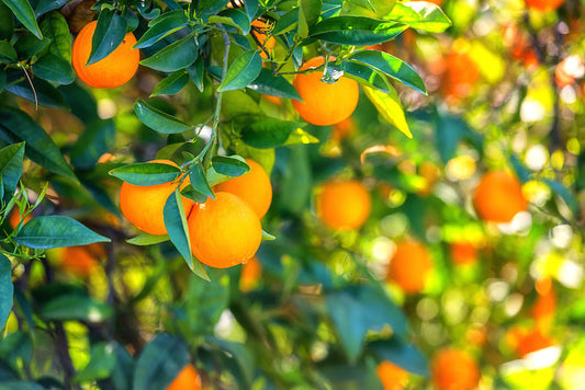 Preparare il Giardino per la Primavera: Cosa Fare a Marzo