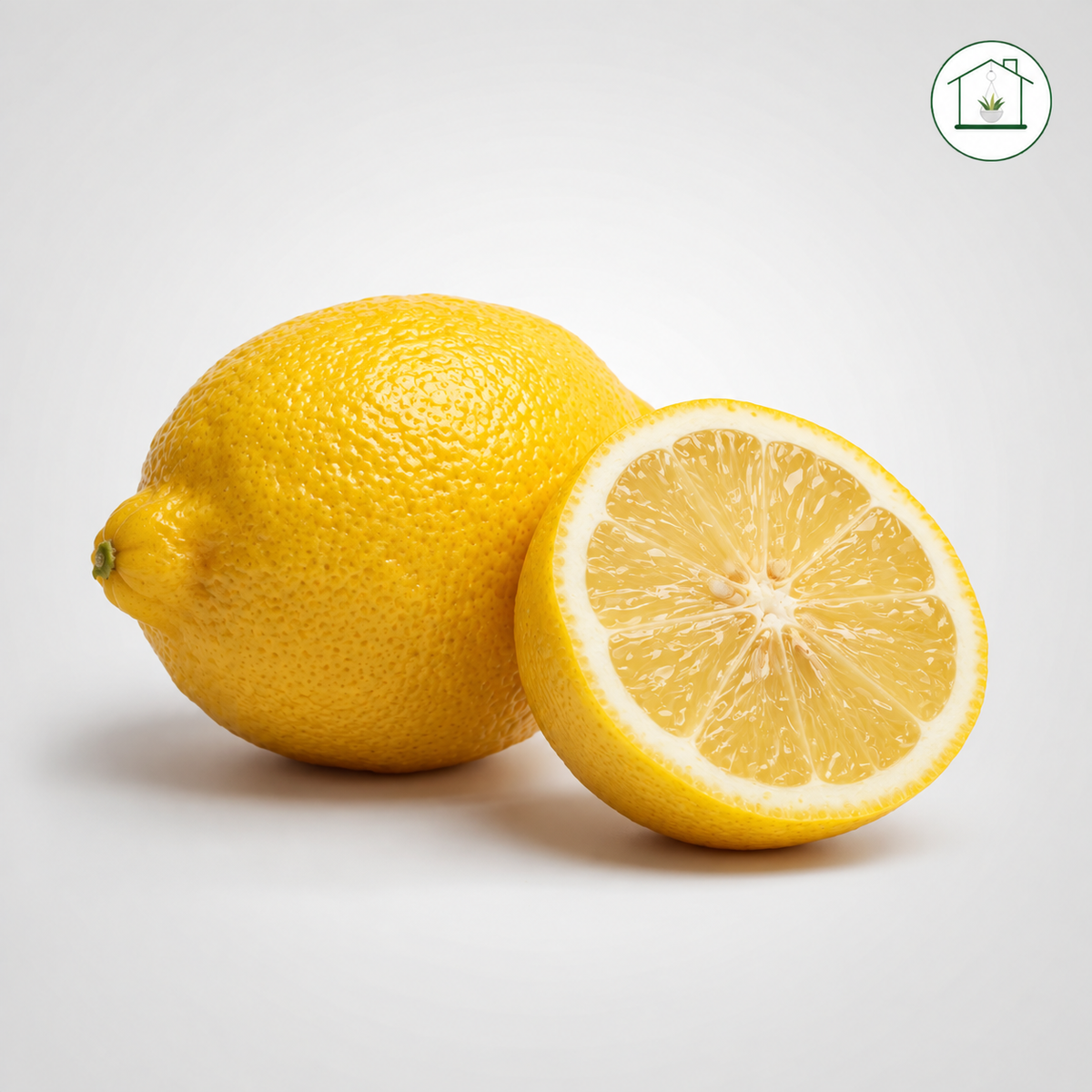 Limone Zagara Bianca Alberello - Citrus limon
