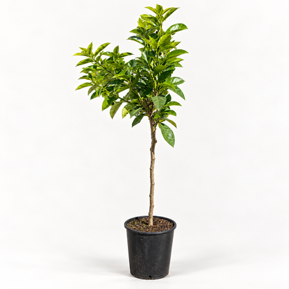 Limone Rosso Alberello - Citrus limonimedica pigmentata