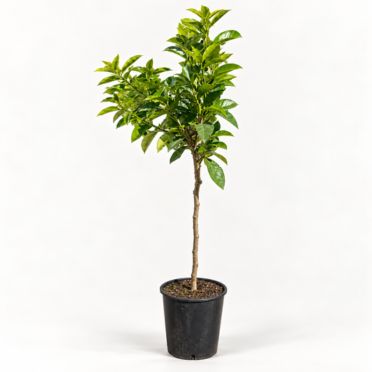 Limone Rosso Alberello - Citrus limonimedica pigmentata