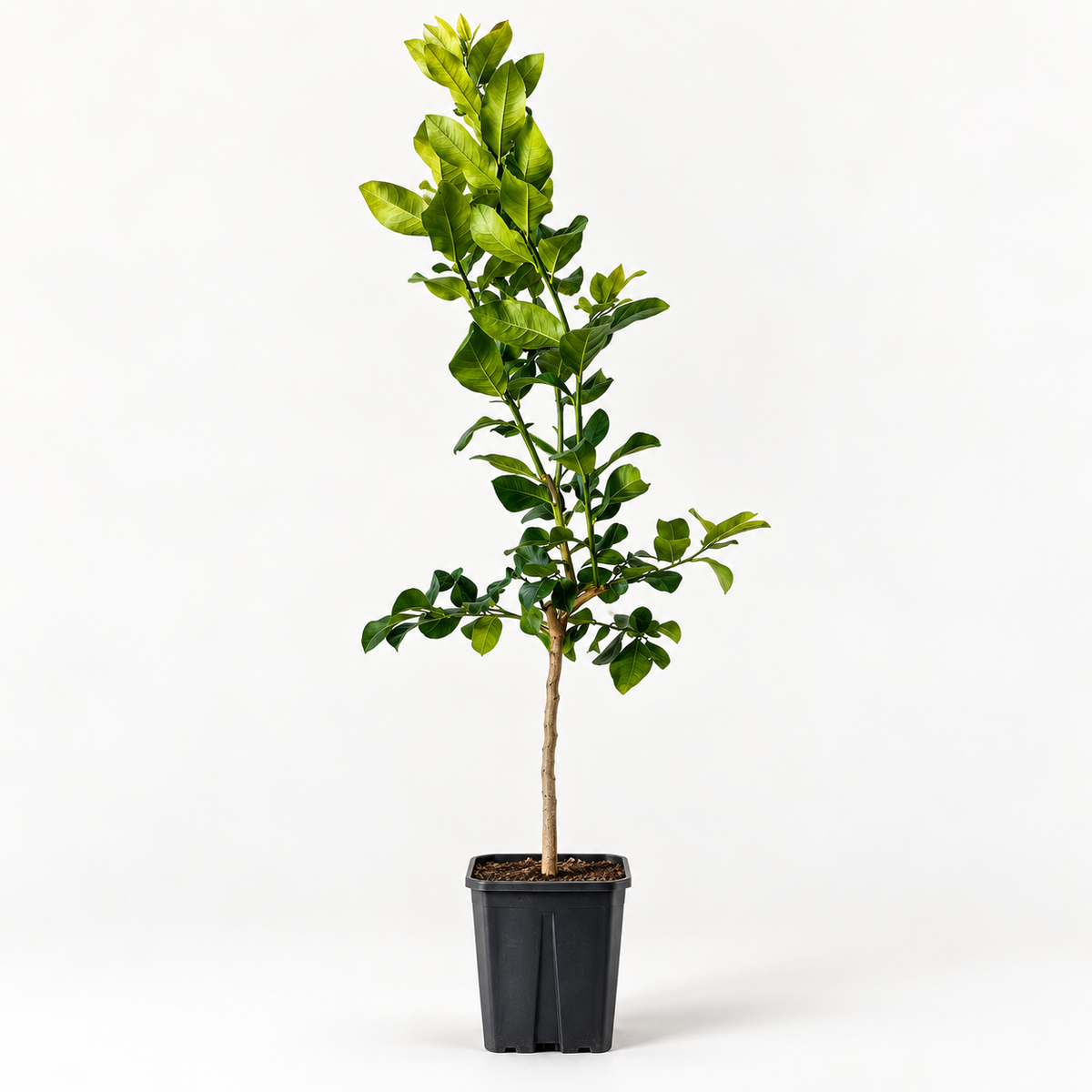 Limone Zagara Bianca Alberello - Citrus limon