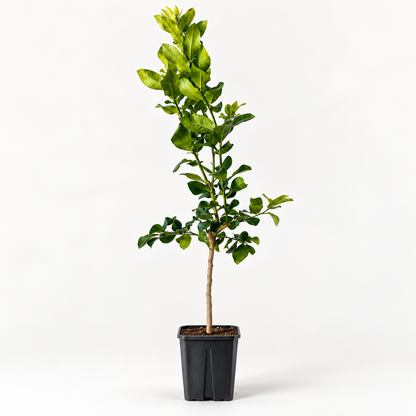 Limone Zagara Bianca Alberello - Citrus limon