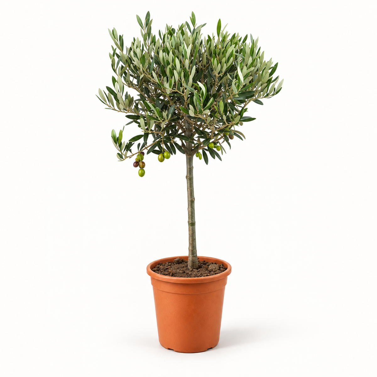 Ulivo Alberello - Olea europaea