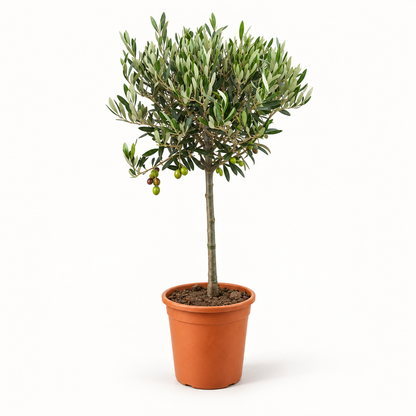 Ulivo Alberello - Olea europaea