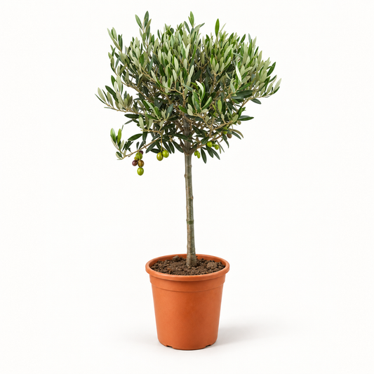 Ulivo Alberello - Olea europaea