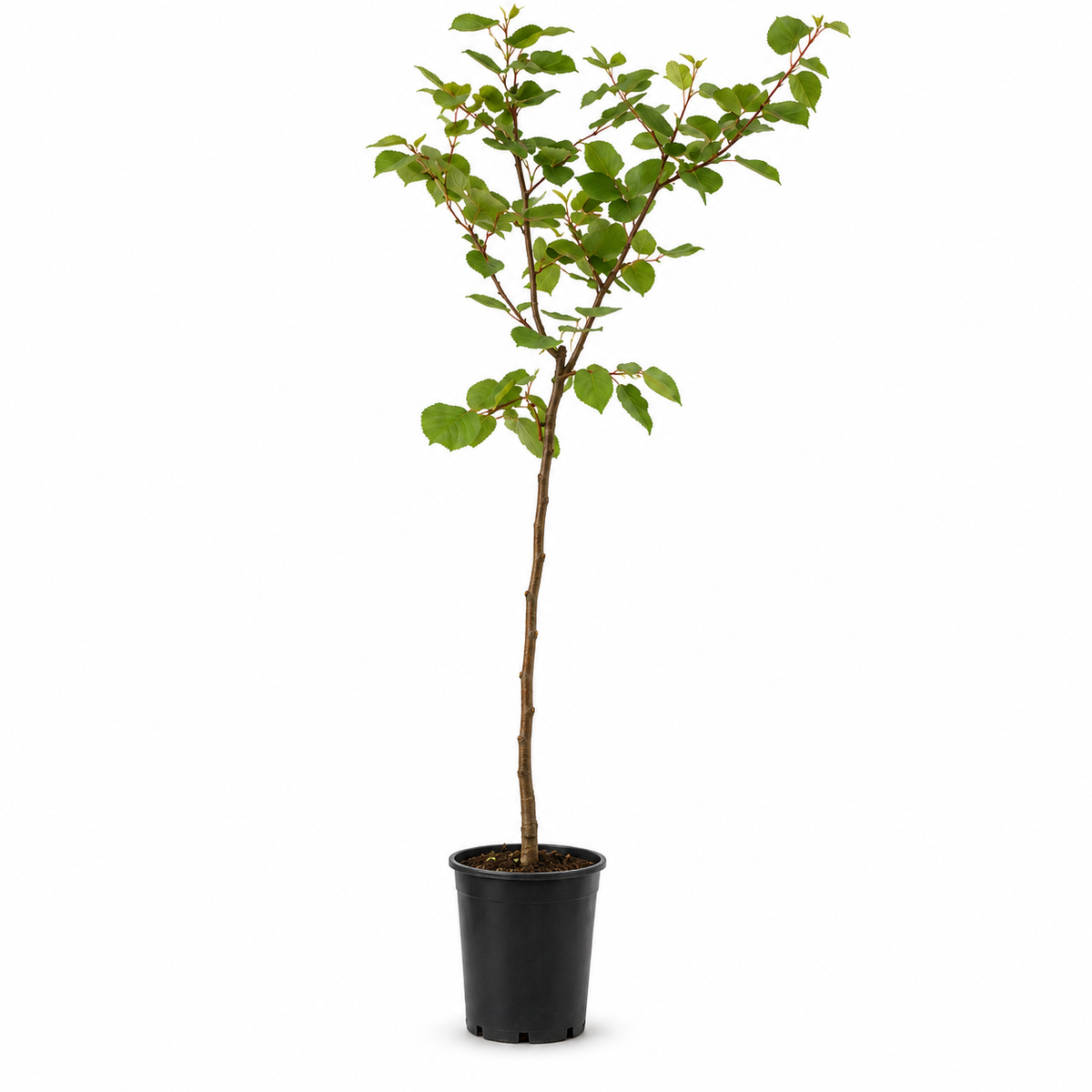 Albicocco - Prunus armeniaca