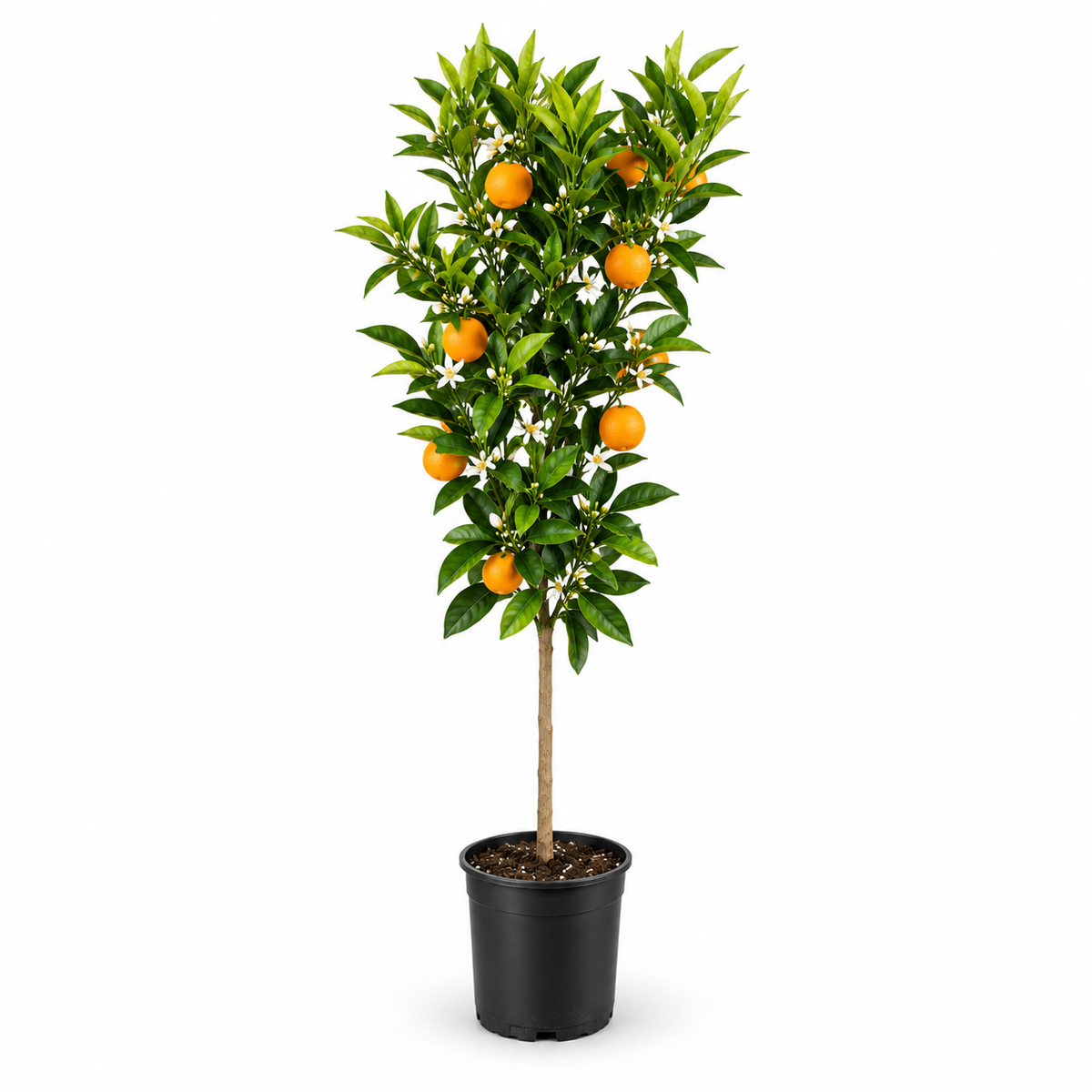 Arancio Navelina Alberello - Citrus sinensis