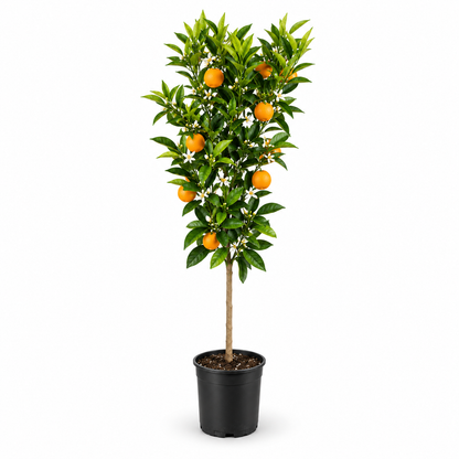 Arancio Navelina Alberello - Citrus sinensis