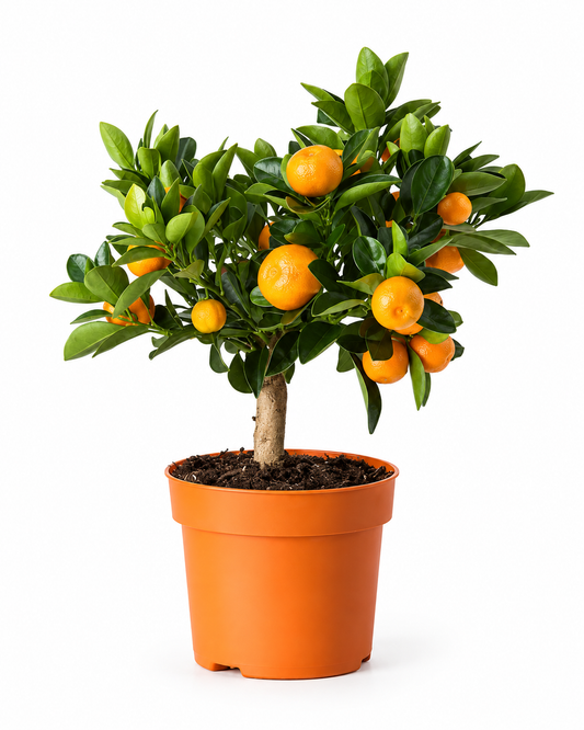 Bonsai Calamondino - Citrus microcarpa