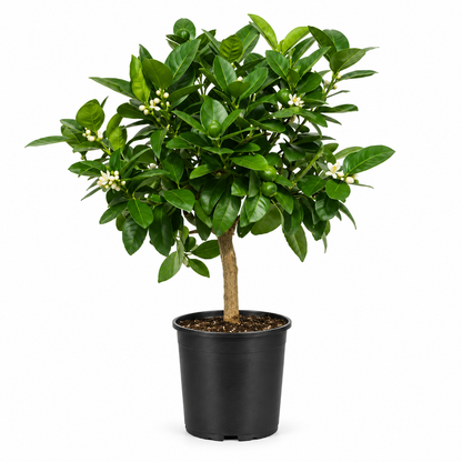 Calamondino Nano - Citrus microcarpa
