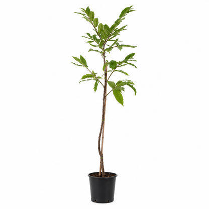 Castagno - Castanea sativa