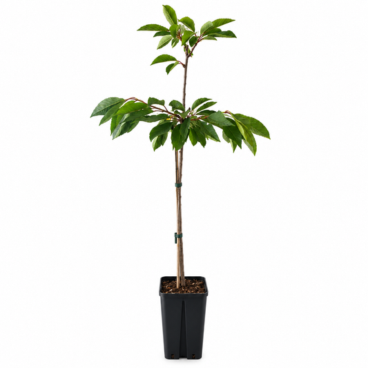 Ciliegio - Prunus avium