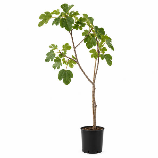 Fico - Ficus carica